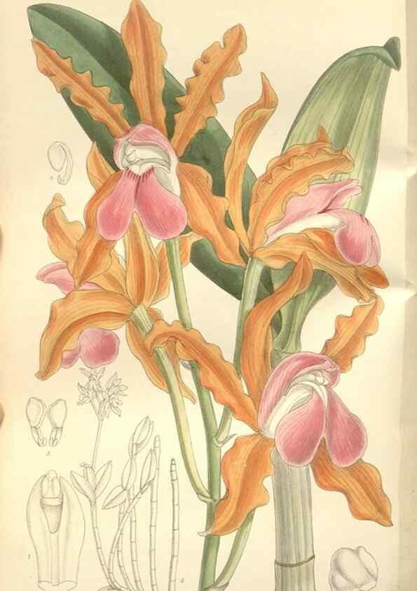 Reproducción/Reproduction 34597152934: Curtis's botanical magazine.. London ; New York [etc.] :Academic Press [etc.]
