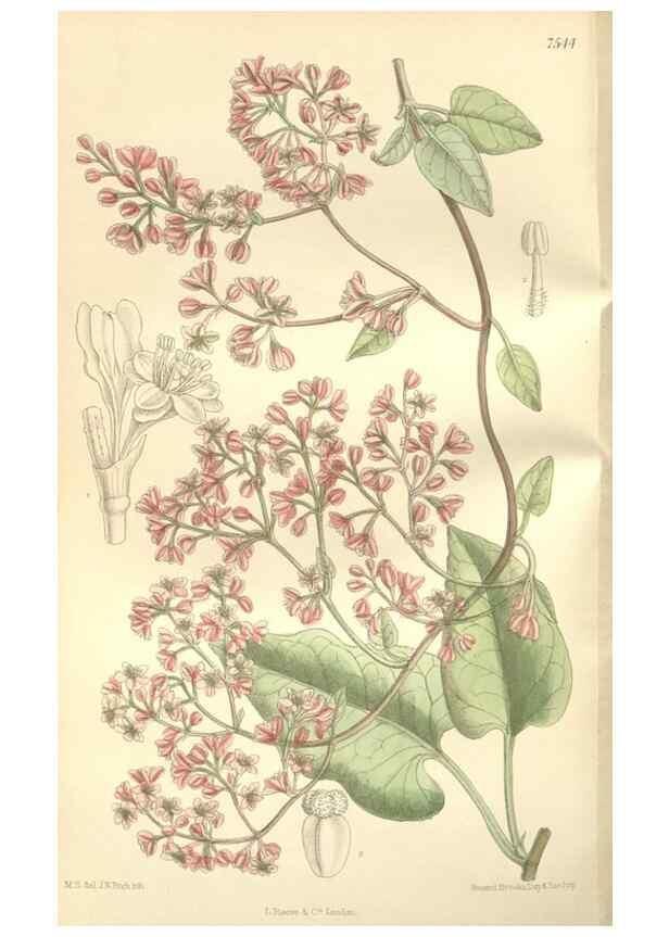 Reproducción/Reproduction 34597154914: Curtis's botanical magazine.. London ; New York [etc.] :Academic Press [etc.]