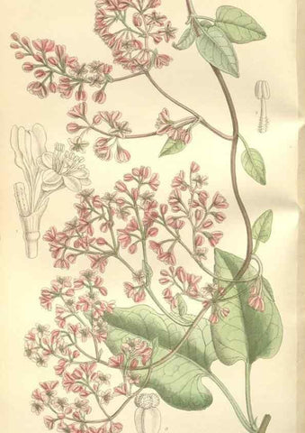 Reproducción/Reproduction 34597154914: Curtis's botanical magazine.. London ; New York [etc.] :Academic Press [etc.]