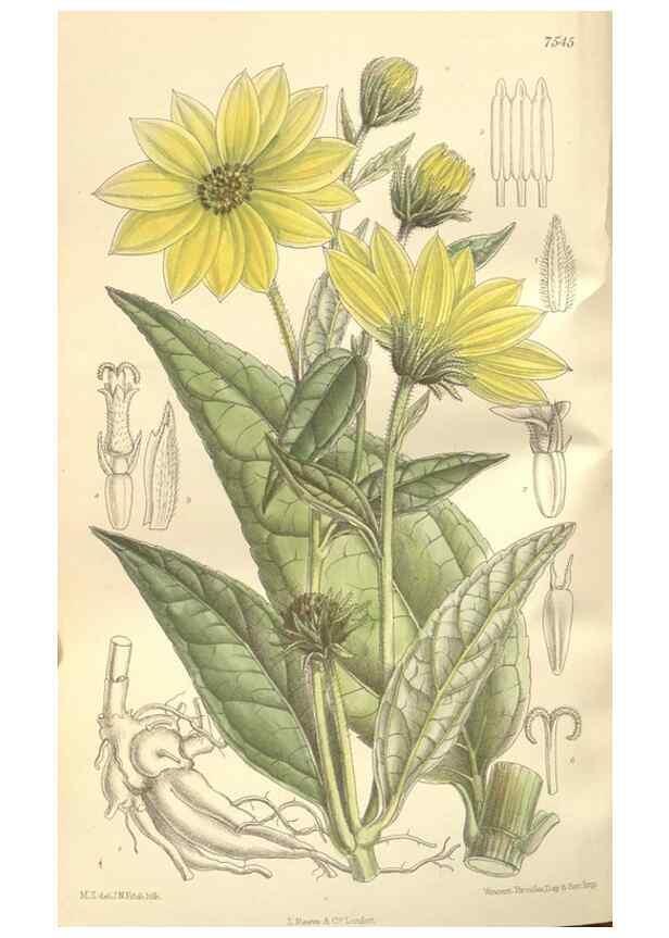 Reproducción/Reproduction 34597156814: Curtis's botanical magazine.. London ; New York [etc.] :Academic Press [etc.]