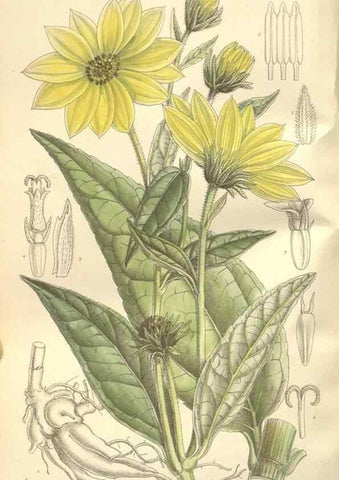 Reproducción/Reproduction 34597156814: Curtis's botanical magazine.. London ; New York [etc.] :Academic Press [etc.]