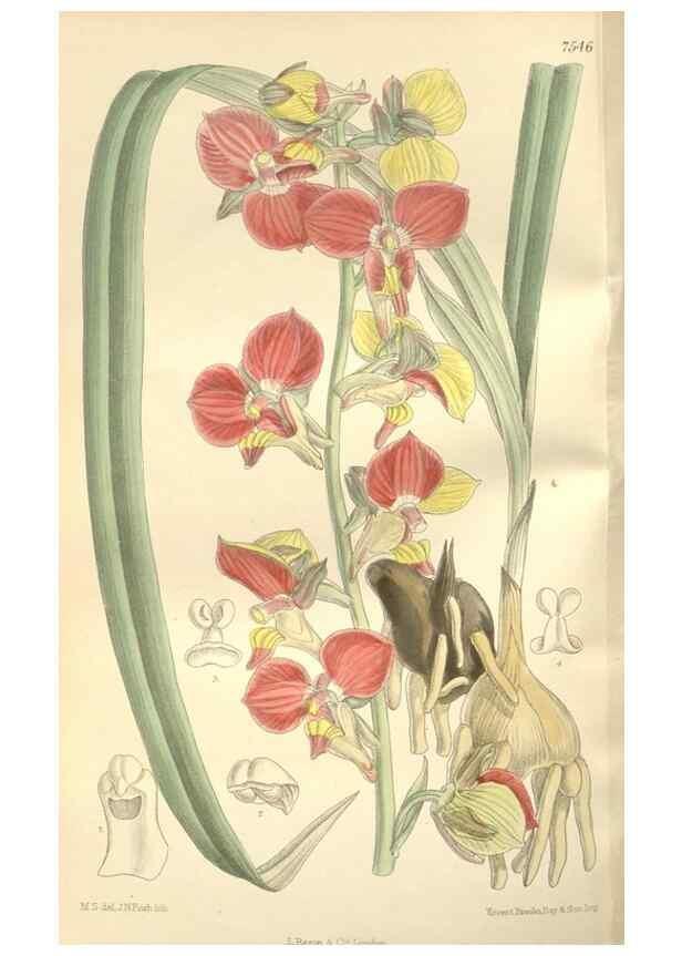Reproducción/Reproduction 35051904150: Curtis's botanical magazine.. London ; New York [etc.] :Academic Press [etc.]