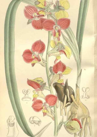 Reproducción/Reproduction 35051904150: Curtis's botanical magazine.. London ; New York [etc.] :Academic Press [etc.]