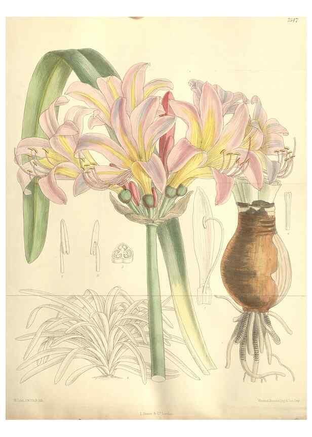 Reproducción/Reproduction 35051905310: Curtis's botanical magazine.. London ; New York [etc.] :Academic Press [etc.]