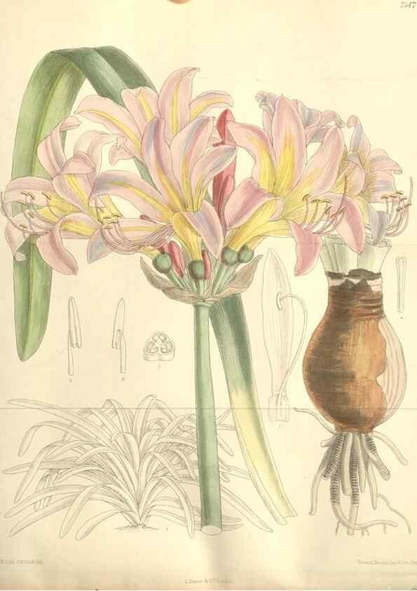 Reproducción/Reproduction 35051905310: Curtis's botanical magazine.. London ; New York [etc.] :Academic Press [etc.]
