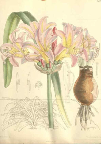Reproducción/Reproduction 35051905310: Curtis's botanical magazine.. London ; New York [etc.] :Academic Press [etc.]