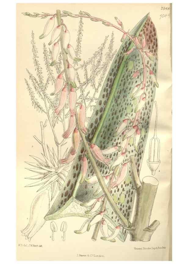 Reproducción/Reproduction 35051906520: Curtis's botanical magazine.. London ; New York [etc.] :Academic Press [etc.]