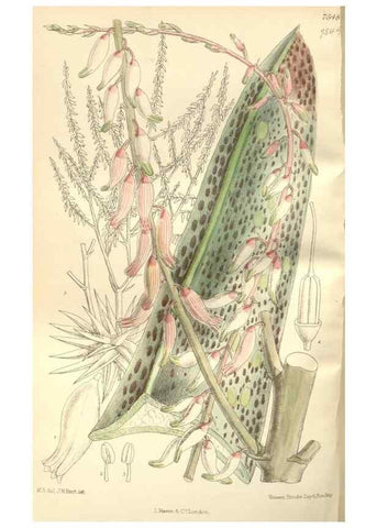 Reproducción/Reproduction 35051906520: Curtis's botanical magazine.. London ; New York [etc.] :Academic Press [etc.]