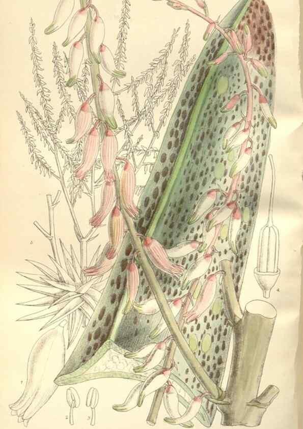 Reproducción/Reproduction 35051906520: Curtis's botanical magazine.. London ; New York [etc.] :Academic Press [etc.]
