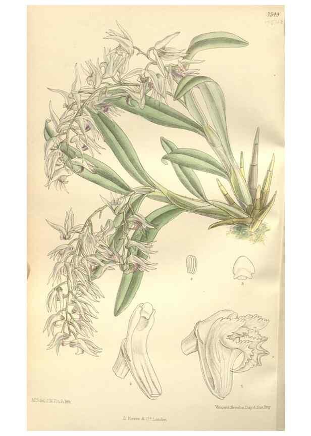 Reproducción/Reproduction 35051908060: Curtis's botanical magazine.. London ; New York [etc.] :Academic Press [etc.]