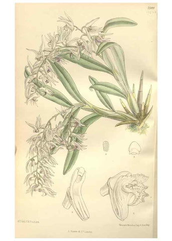 Reproducción/Reproduction 35051908060: Curtis's botanical magazine.. London ; New York [etc.] :Academic Press [etc.]