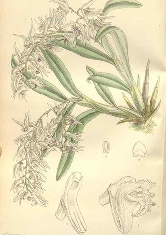 Reproducción/Reproduction 35051908060: Curtis's botanical magazine.. London ; New York [etc.] :Academic Press [etc.]