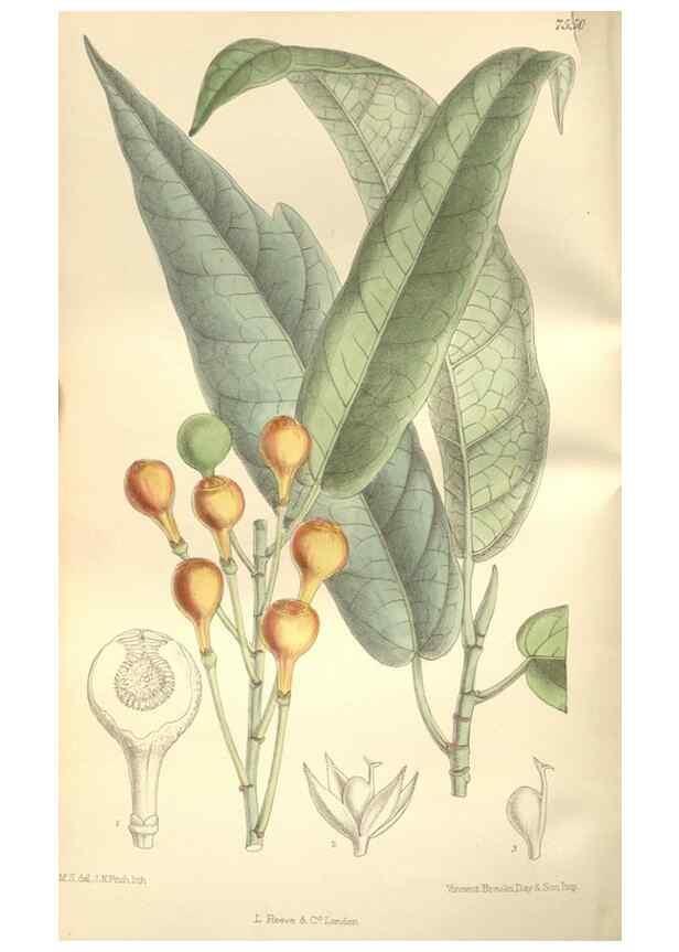 Reproducción/Reproduction 35051909310: Curtis's botanical magazine.. London ; New York [etc.] :Academic Press [etc.]