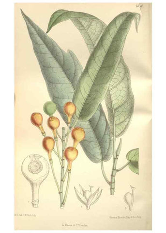 Reproducción/Reproduction 35051909310: Curtis's botanical magazine.. London ; New York [etc.] :Academic Press [etc.]