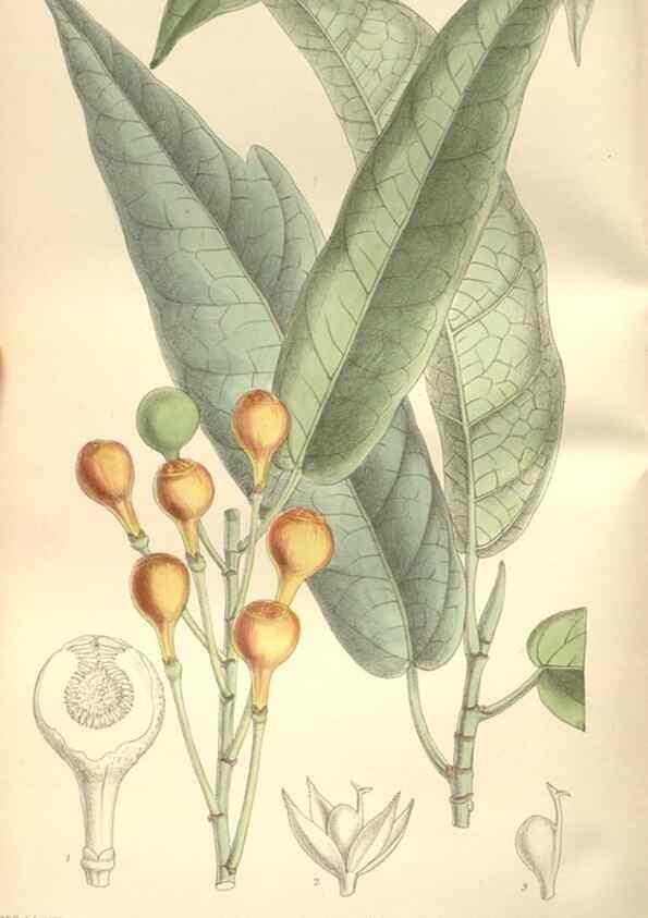 Reproducción/Reproduction 35051909310: Curtis's botanical magazine.. London ; New York [etc.] :Academic Press [etc.]