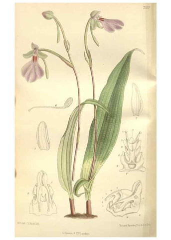 Reproducción/Reproduction 35051910500: Curtis's botanical magazine.. London ; New York [etc.] :Academic Press [etc.]