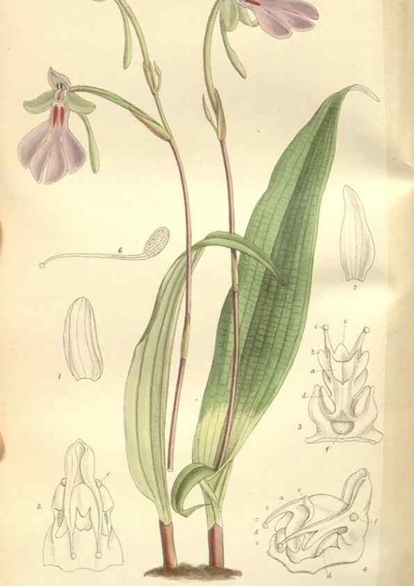 Reproducción/Reproduction 35051910500: Curtis's botanical magazine.. London ; New York [etc.] :Academic Press [etc.]