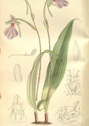 Reproducción/Reproduction 35051910500: Curtis's botanical magazine.. London ; New York [etc.] :Academic Press [etc.]