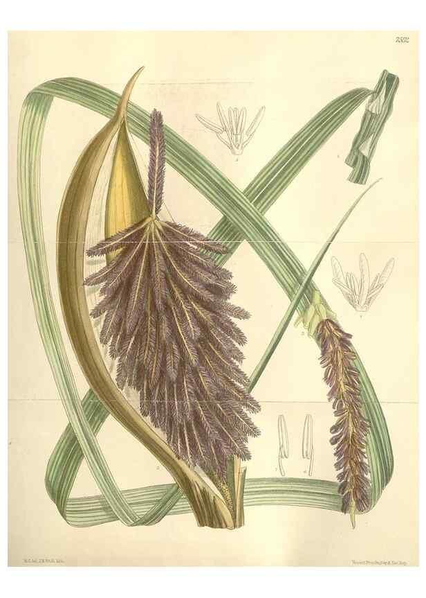 Reproducción/Reproduction 35399223616: Curtis's botanical magazine.. London ; New York [etc.] :Academic Press [etc.]