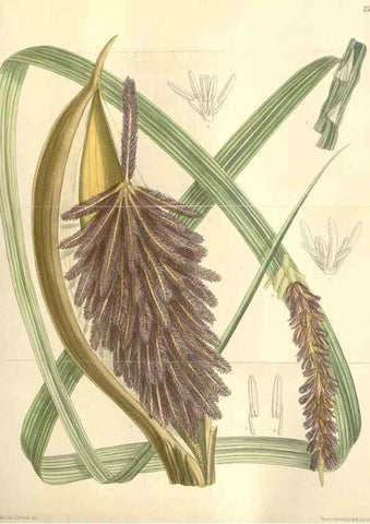 Reproducción/Reproduction 35399223616: Curtis's botanical magazine.. London ; New York [etc.] :Academic Press [etc.]