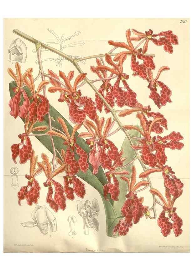 Reproducción/Reproduction 35051890630: Curtis's botanical magazine.. London ; New York [etc.] :Academic Press [etc.]