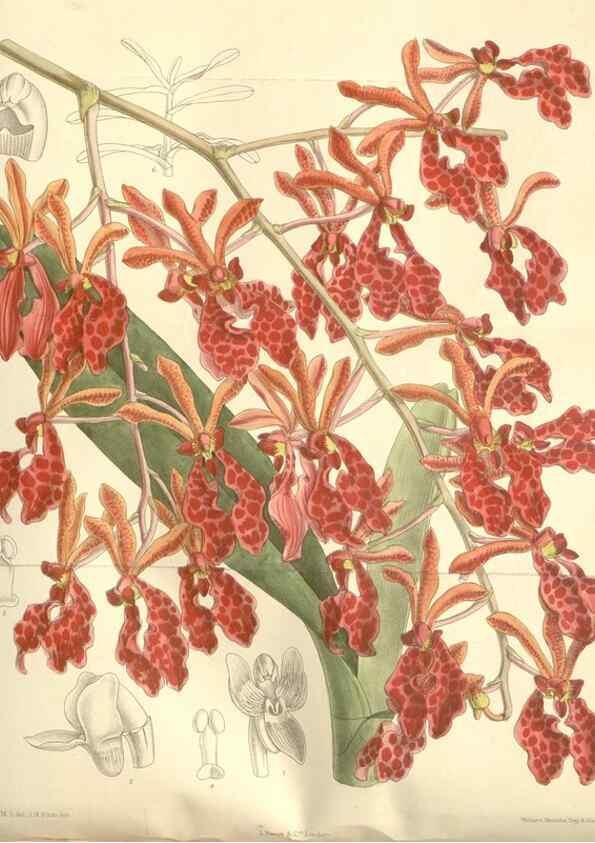 Reproducción/Reproduction 35051890630: Curtis's botanical magazine.. London ; New York [etc.] :Academic Press [etc.]