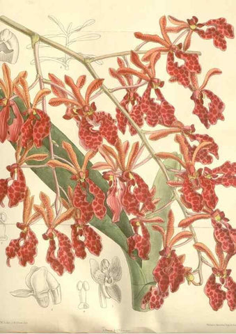 Reproducción/Reproduction 35051890630: Curtis's botanical magazine.. London ; New York [etc.] :Academic Press [etc.]