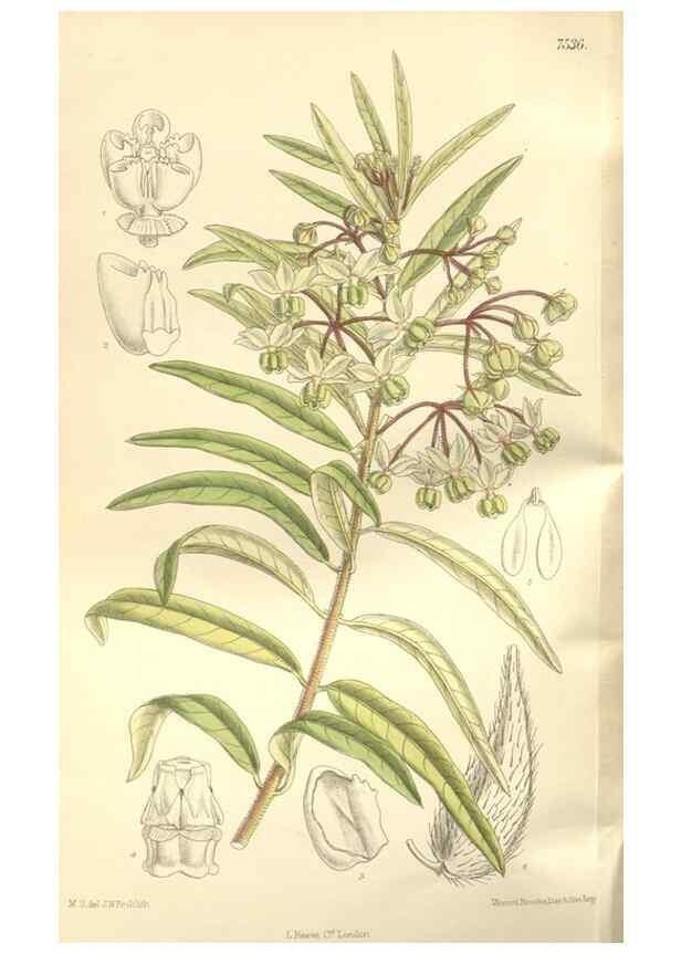 Reproducción/Reproduction 35051888360: Curtis's botanical magazine.. London ; New York [etc.] :Academic Press [etc.]