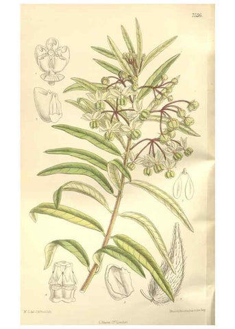 Reproducción/Reproduction 35051888360: Curtis's botanical magazine.. London ; New York [etc.] :Academic Press [etc.]