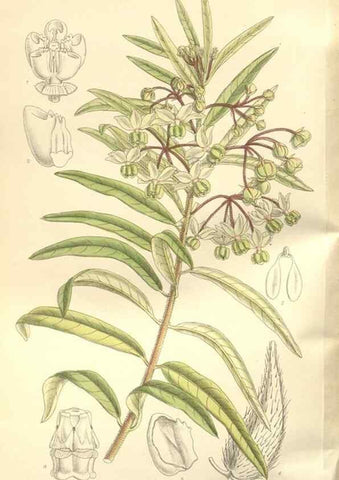 Reproducción/Reproduction 35051888360: Curtis's botanical magazine.. London ; New York [etc.] :Academic Press [etc.]