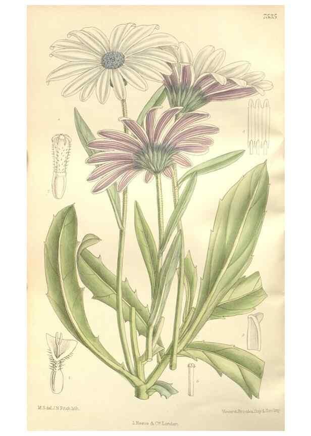 Reproducción/Reproduction 35051885850: Curtis's botanical magazine.. London ; New York [etc.] :Academic Press [etc.]