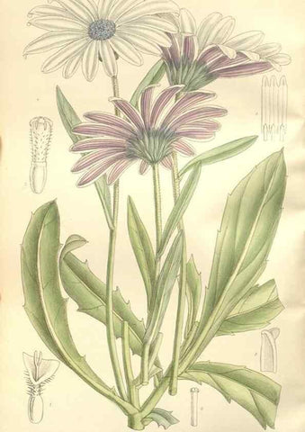 Reproducción/Reproduction 35051885850: Curtis's botanical magazine.. London ; New York [etc.] :Academic Press [etc.]