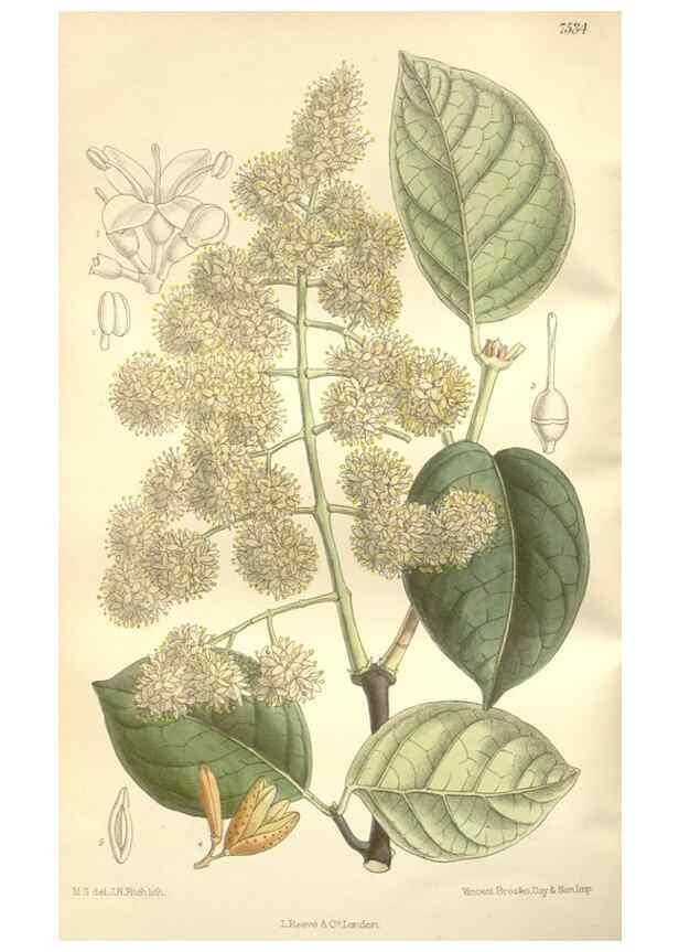 Reproducción/Reproduction 35051883010: Curtis's botanical magazine.. London ; New York [etc.] :Academic Press [etc.]