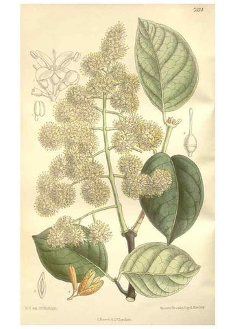 Reproducción/Reproduction 35051883010: Curtis's botanical magazine.. London ; New York [etc.] :Academic Press [etc.]