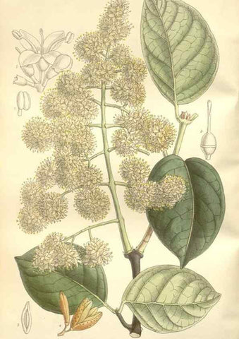 Reproducción/Reproduction 35051883010: Curtis's botanical magazine.. London ; New York [etc.] :Academic Press [etc.]