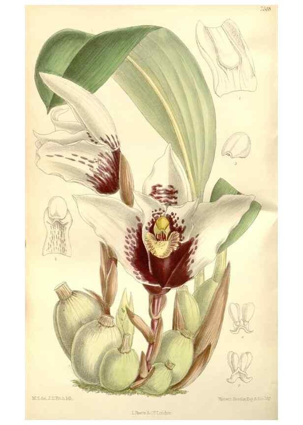 Reproducción/Reproduction 34629049413: Curtis's botanical magazine.. London ; New York [etc.] :Academic Press [etc.]