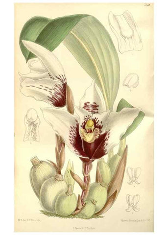 Reproducción/Reproduction 34629049413: Curtis's botanical magazine.. London ; New York [etc.] :Academic Press [etc.]