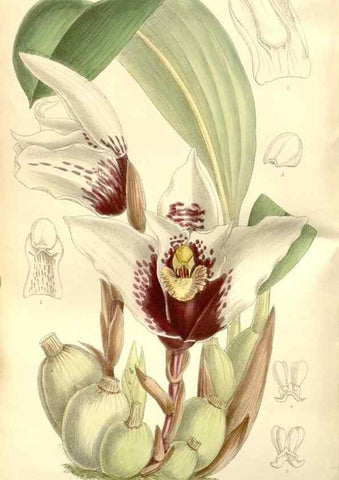 Reproducción/Reproduction 34629049413: Curtis's botanical magazine.. London ; New York [etc.] :Academic Press [etc.]