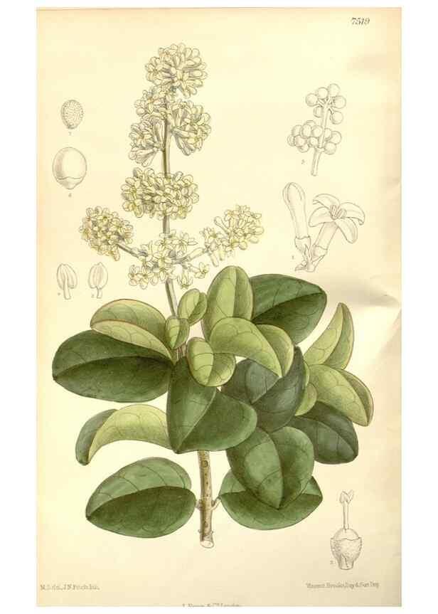 Reproducción/Reproduction 34629051903: Curtis's botanical magazine.. London ; New York [etc.] :Academic Press [etc.]