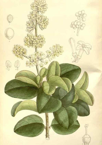 Reproducción/Reproduction 34629051903: Curtis's botanical magazine.. London ; New York [etc.] :Academic Press [etc.]