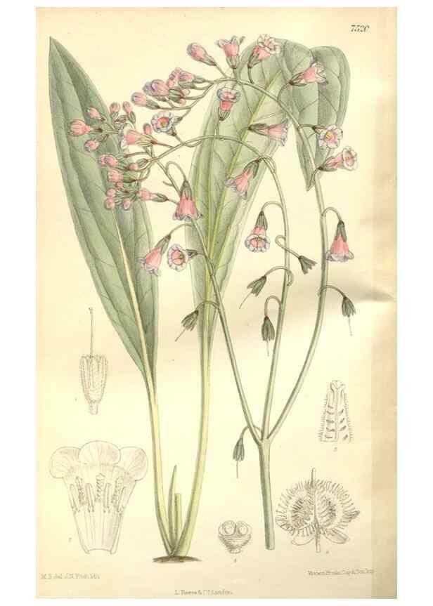Reproducción/Reproduction 35051851240: Curtis's botanical magazine.. London ; New York [etc.] :Academic Press [etc.]