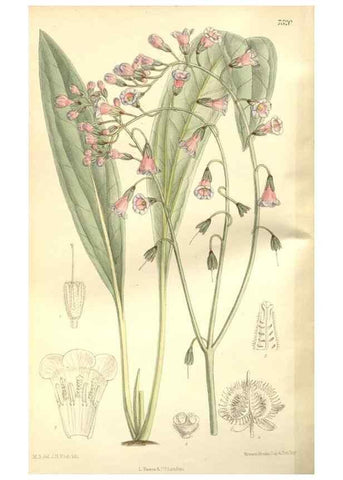 Reproducción/Reproduction 35051851240: Curtis's botanical magazine.. London ; New York [etc.] :Academic Press [etc.]
