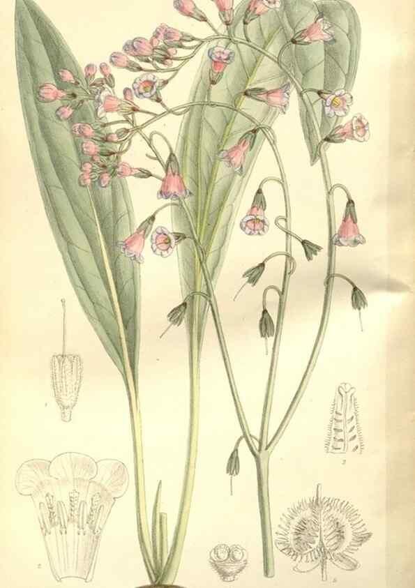 Reproducción/Reproduction 35051851240: Curtis's botanical magazine.. London ; New York [etc.] :Academic Press [etc.]