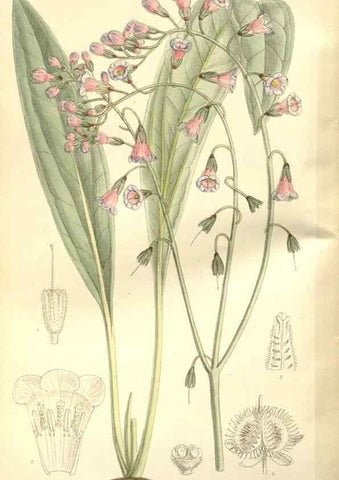 Reproducción/Reproduction 35051851240: Curtis's botanical magazine.. London ; New York [etc.] :Academic Press [etc.]