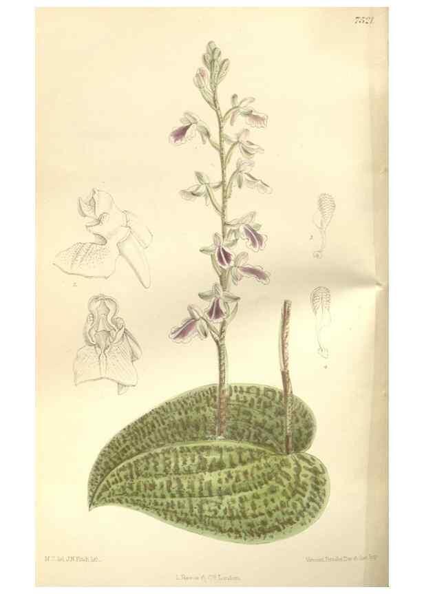 Reproducción/Reproduction 35051853240: Curtis's botanical magazine.. London ; New York [etc.] :Academic Press [etc.]