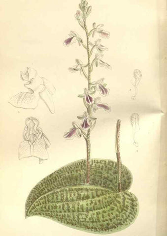 Reproducción/Reproduction 35051853240: Curtis's botanical magazine.. London ; New York [etc.] :Academic Press [etc.]