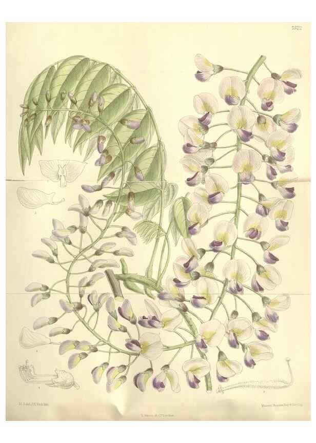 Reproducción/Reproduction 35051855300: Curtis's botanical magazine.. London ; New York [etc.] :Academic Press [etc.]