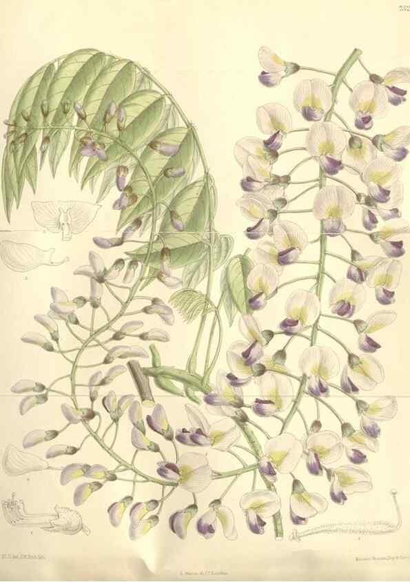 Reproducción/Reproduction 35051855300: Curtis's botanical magazine.. London ; New York [etc.] :Academic Press [etc.]