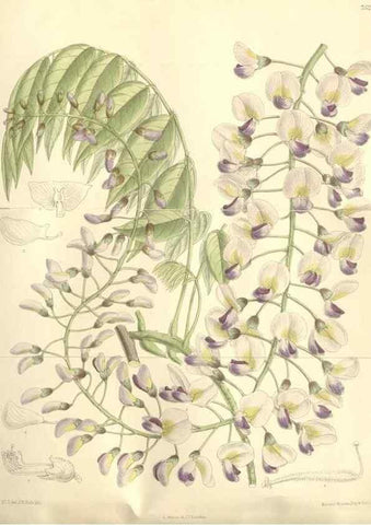 Reproducción/Reproduction 35051855300: Curtis's botanical magazine.. London ; New York [etc.] :Academic Press [etc.]
