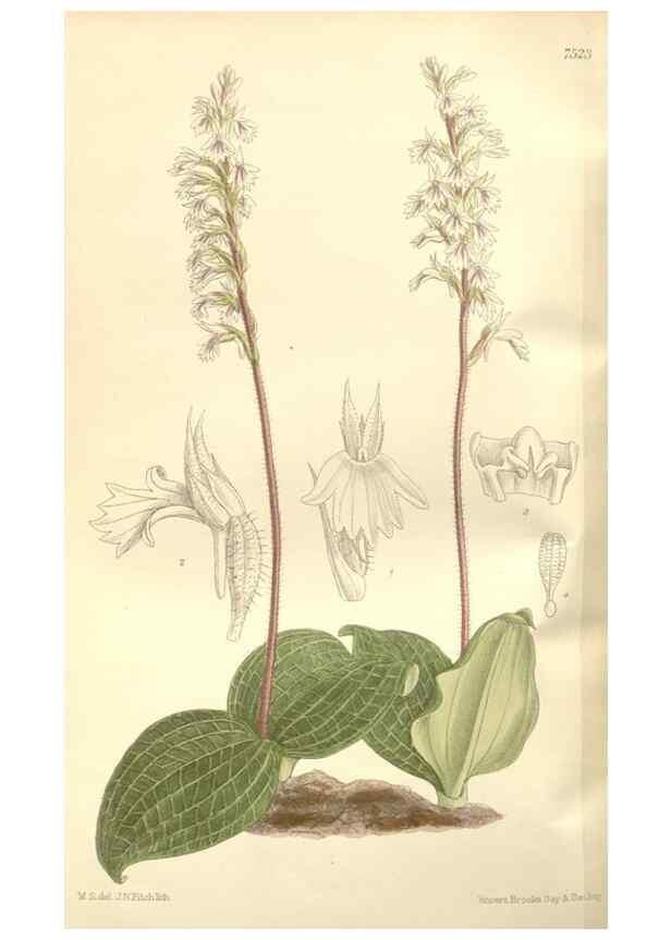 Reproducción/Reproduction 35309202571: Curtis's botanical magazine.. London ; New York [etc.] :Academic Press [etc.]